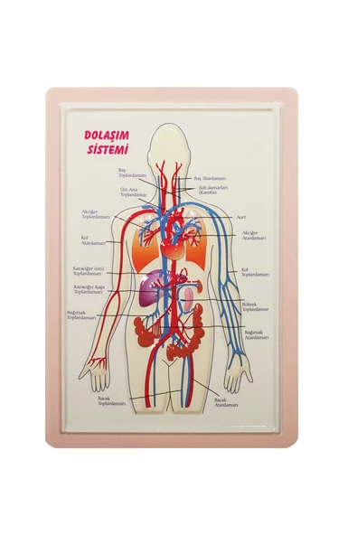 Dağtaş Kırtasiye KABARTMA ANATOMİ LEVHASI  DOLAŞIM SİSTEMİ A4 BOYUTLU