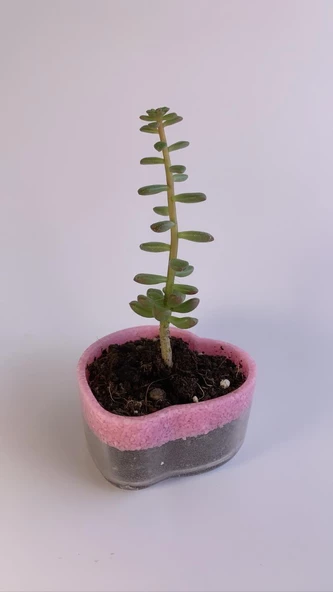 Altı Kısmı Şeffaf Üst Kısmı Pembe Taş Süslemeli Kalp Şekil Epoksi Sukulent Saksı El Yapımı Hediyelik - 6