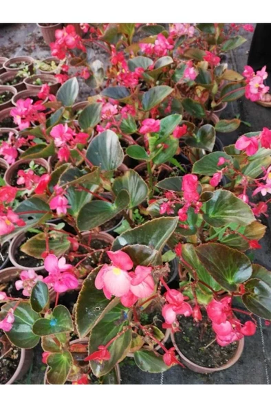 Yağlı Begonya Çiçeği Begonia Thurstonii 10-20 Cm