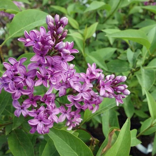 Tüplü Kokulu Leylak Fidanı 40-60 cm ürün görseli