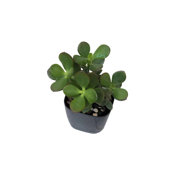 Ovata Para Ağacı Çiçeği 10-20 cm - 2