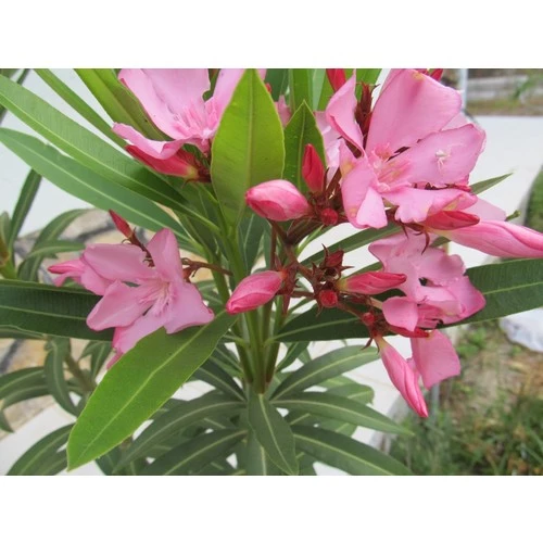 Beyaz Zakkum Fidanı 40-60 cm ürün görseli