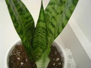 Sansevieria Cylindrica Paşa Kılıcı 38-42 Cm ürün görseli