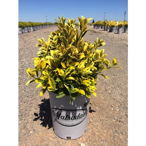 Taflan Fidanı 20-40 cm - 2