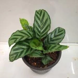 Calathea Louisae Dua Çiçeği 12cm Ø - Yeşil Bitki ürün görseli
