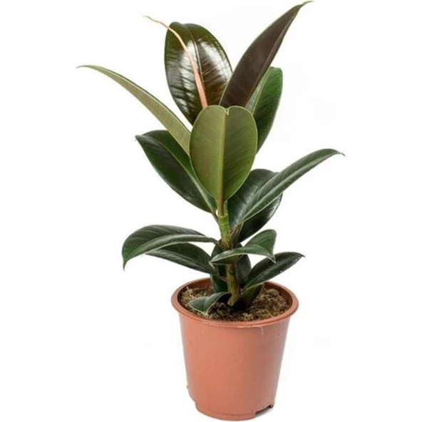 Kauçuk Çiçeği Ficus Elastica 15-25 cm