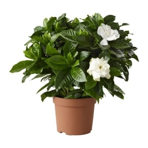 Gardenya Çiçeği Gardenia Jasminoides 10-20 cm ürün görseli