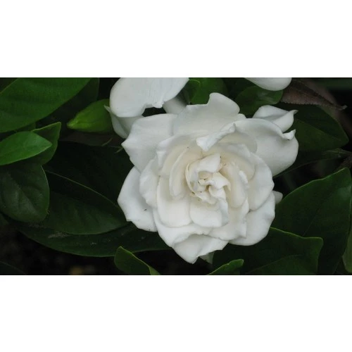 Gardenya Çiçeği Gardenia Jasminoides 10-20 cm - Resim 2