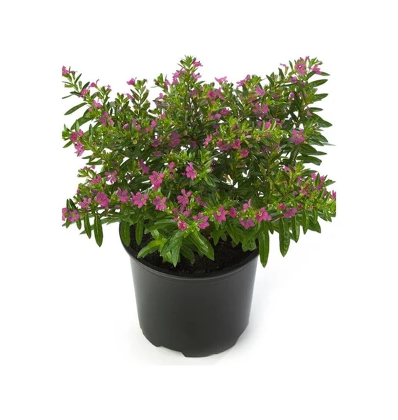 Kufeya Çiçeği Cuphea Hyssopifolia 10-20 Cm