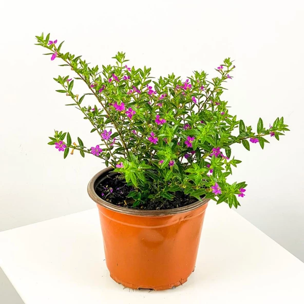 Kufeya Cennet Çiçeği Fidanı Pembe Cuphea hyssopifolia 15-25 cm ürün görseli