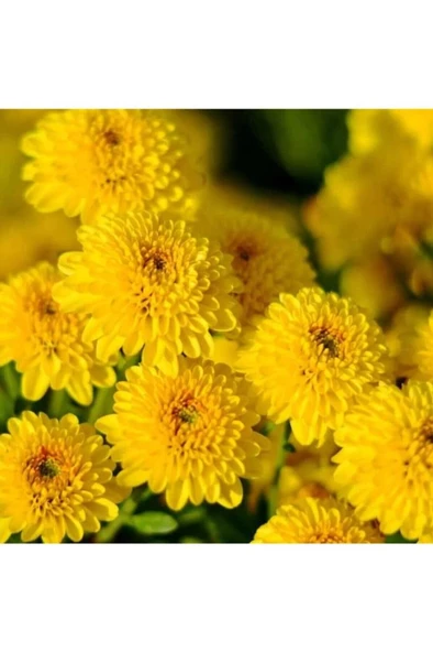 Kasımpatı Saksı’da Krizantem Chrysanthemum Sarı Renk