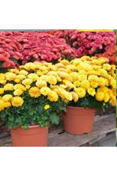 Sarı Kasımpatı Saksılı Krizantem Chrysanthemum - Resim 4