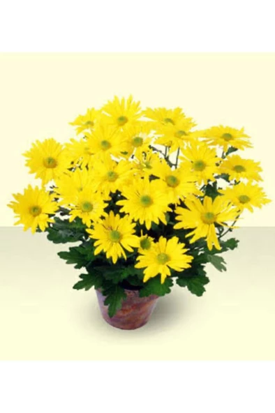 Sarı Kasımpatı Saksılı Krizantem Chrysanthemum