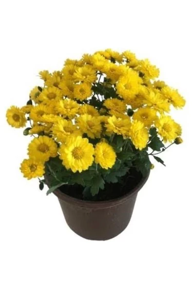 Sarı Kasımpatı Saksılı Krizantem Chrysanthemum - Resim 2