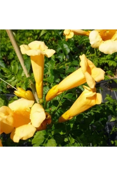 Borazan Çiçeği Campsis Radicans Sarı Acem Borusu Fidanı 40-60 cm - 2