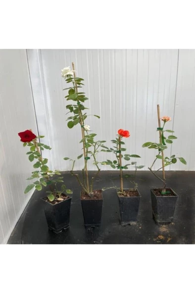 Yediveren Kokulu Karışık Gül Fidanı Paketi (4 Adet) 10-20 cm - Resim 2