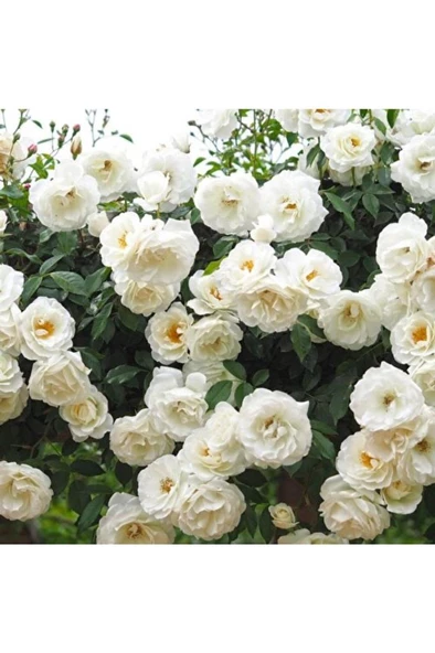 Erva Beyaz Kokulu Sarmaşık Gül Fidanı 10-20 cm