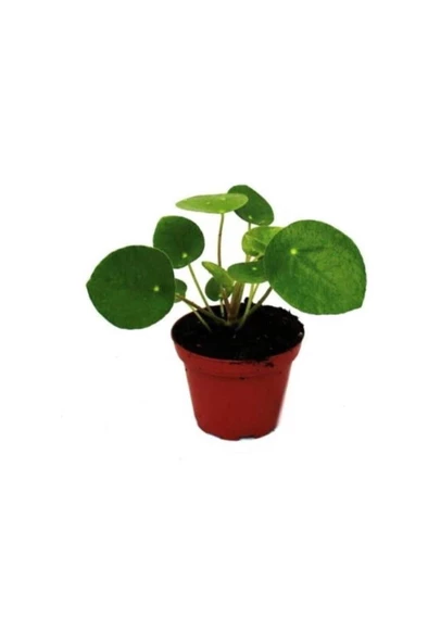 Pilea Para Çiçeği 10-20 cm