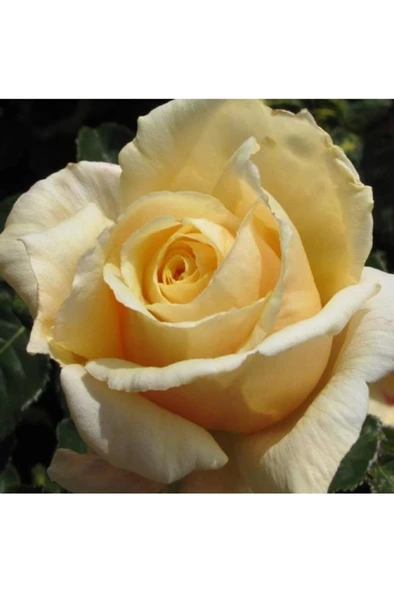 Krem Gül Fidanı 10-20 cm ürün görseli