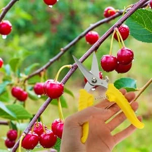 Bahçe Budama Makası Çiçek Ağaç Budama El Makası 18 cm - 5