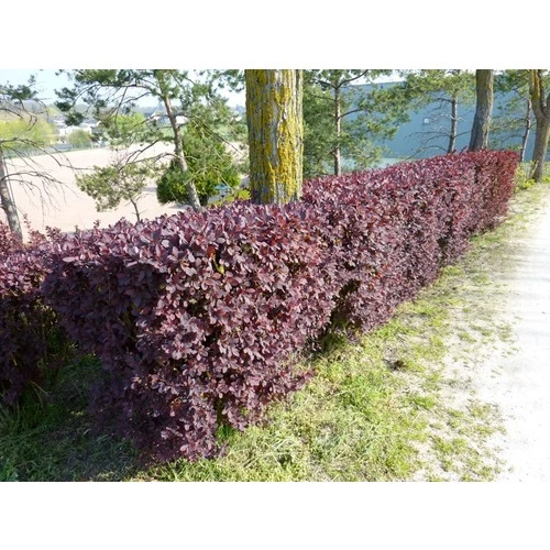 Berberis X Ottawensis Superba, Bordo Hanım Tuzluğu, Saksıda