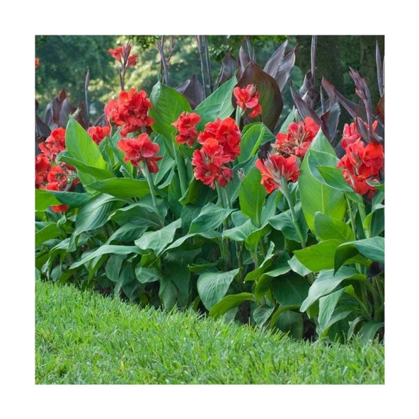 Kana Çiçeği Tesbih Çiçeği (Canna Indica) - 2