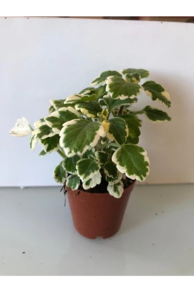 8,5'luk Saksıda Yaprak Güzeli 10-20 cm ürün görseli