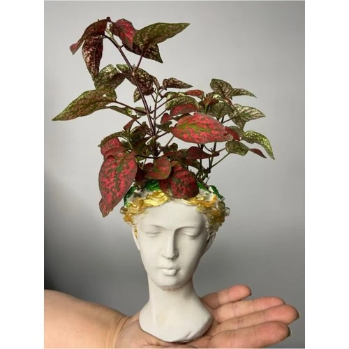Hypoestes Hostes Çiçeği Kırmızı Benek 10-20 cm - 3