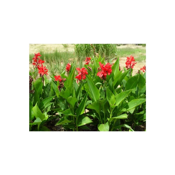 Kana Çiçeği Tesbih Çiçeği (Canna Indica)