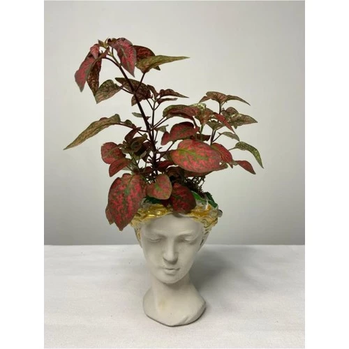 Hypoestes Hostes Çiçeği Kırmızı Benek 10-20 cm