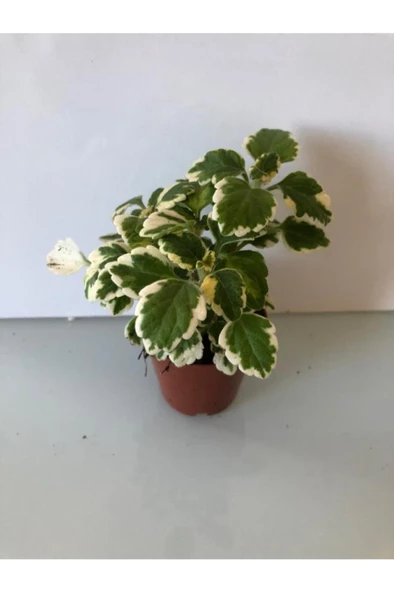 8,5'luk Saksıda Yaprak Güzeli 10-20 cm - Resim 3