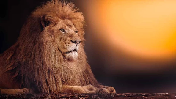 Aslan Temalı Duvar Kağıdı - 6