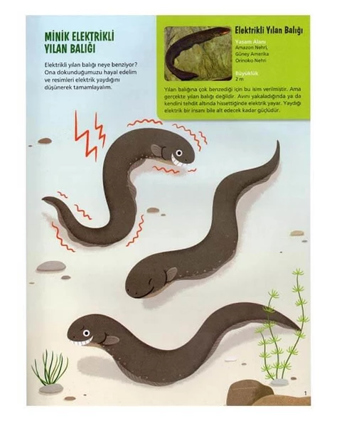 Yaratıcı Etkinliklerle Ekoloji Tropikal İklim Erdem Yayınları - Resim 2