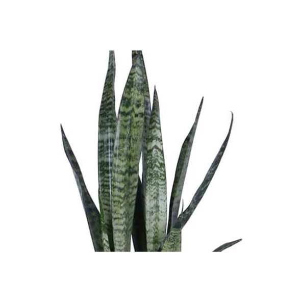 Peygamber Kılıcı Fidanı Paşa Kılıcı, Sansevieria 20-40 cm - Resim 2