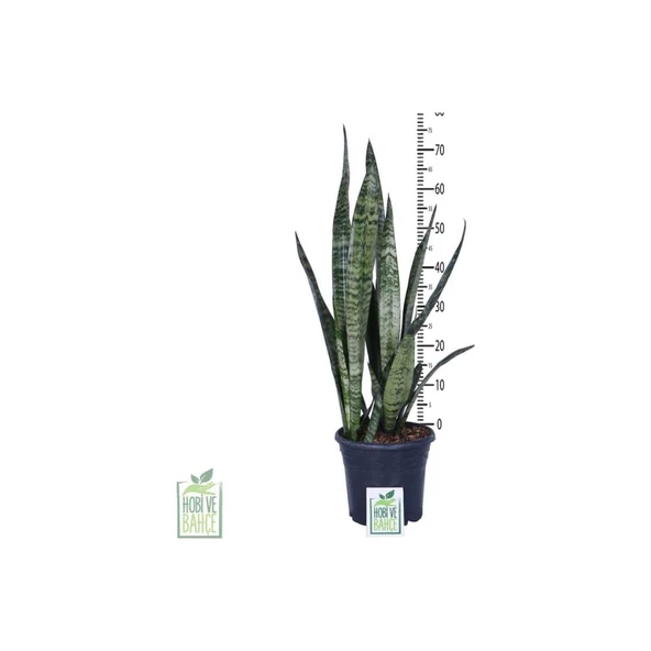 Peygamber Kılıcı Fidanı Paşa Kılıcı, Sansevieria 20-40 cm - Resim 3