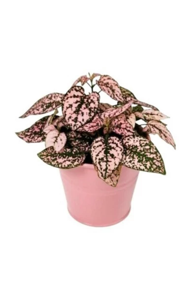 Pembe Hostes Çiçeği Fidanı 10-20 Cm