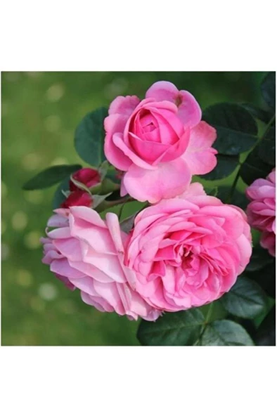 Pembe Reçellik Yediveren Isparta Gülü Fidanı 10-20 cm - 2