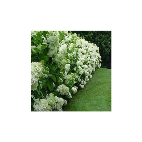 Macrophylla Ortanca 10-20 cm 3 Adet Beyaz - 2