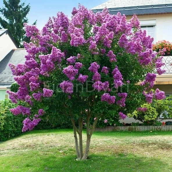Lila Mor Oya Çiçeği Fidanı 40-60 cm
