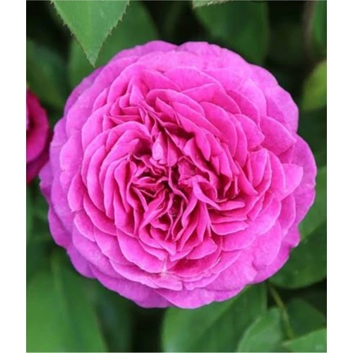 Yöresel Isparta Gülü Fidanı Saksılı Reçellik 10-20 cm - 2