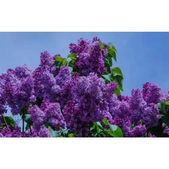 Leylak Fidanı Çiçeği Kokulu 30-50 cm - Resim 2