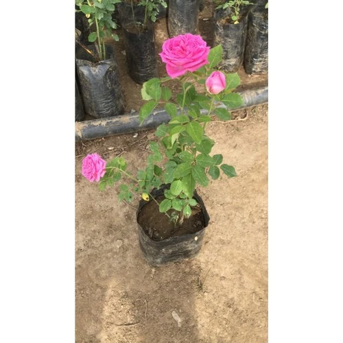 Pembe Reçellik Gerçek Isparta Gülü Fidanı 10-20 cm ürün görseli