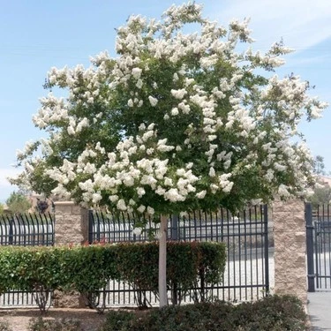 Beyaz Oya Çiçeği Fidanı 40-60 cm