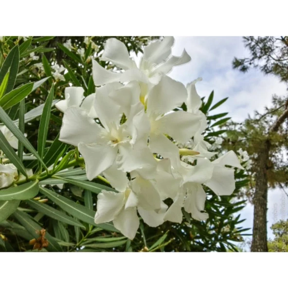 Beyaz Zakkum Çiçeği Fidanı 40-70 cm Saksılı - Resim 2