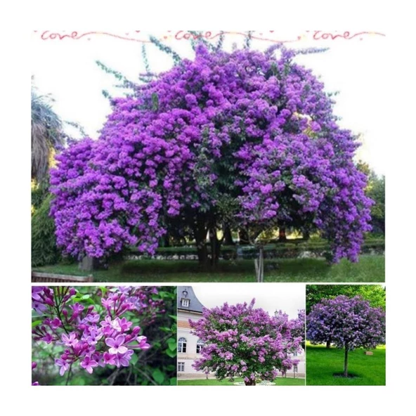 Tüplü Leylak Lilac Fidan 40-50 cm