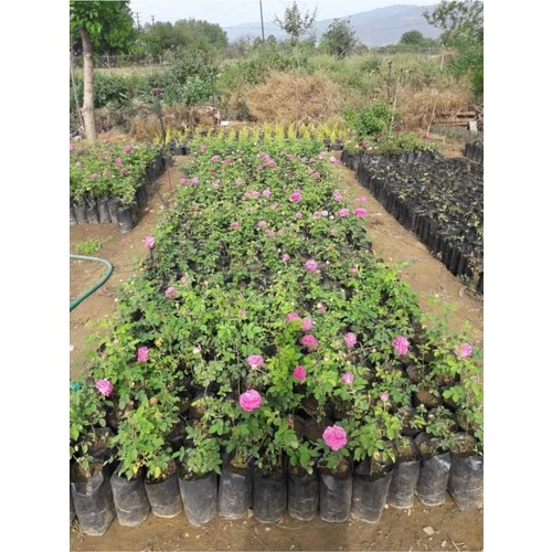 Pembe Reçellik Gerçek Isparta Gülü Fidanı 10-20 cm - Resim 3