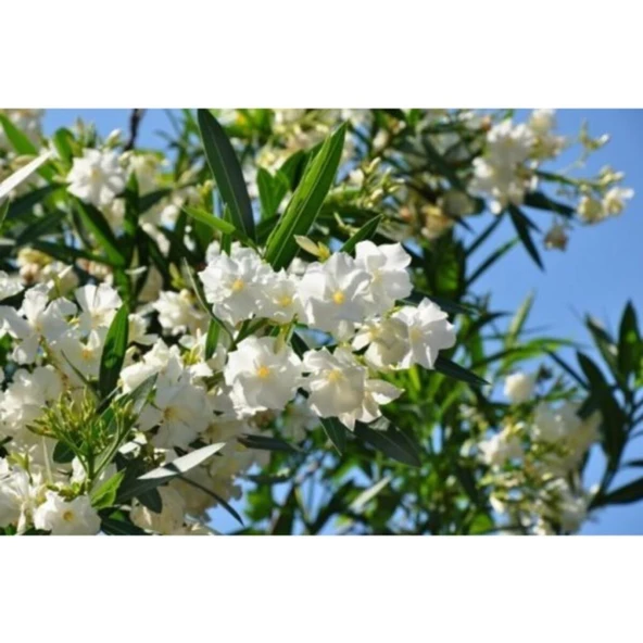 Beyaz Zakkum Çiçeği Fidanı 40-70 cm Saksılı - Resim 3