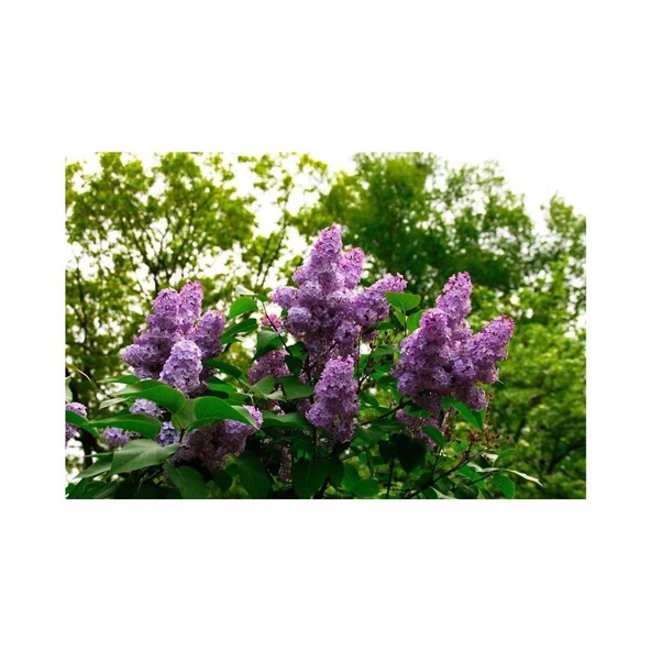 Leylak Çiçeği Fidanı Saksılı 60-80 cm ürün görseli