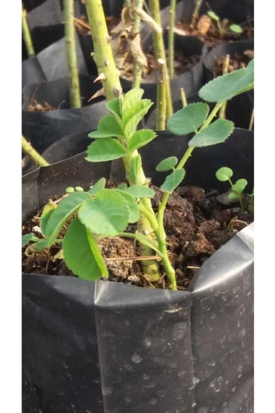 Isparta Gülü ürün görseli