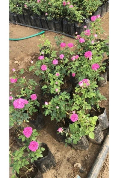 Gerçek Isparta Gülü Fidanı 10-20 cm - Resim 2